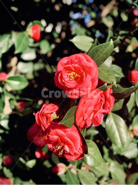 동백꽃,꽃,봄,flower,spring