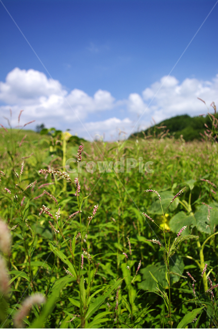 하늘,식물,초록,풍경,구름,nature,자연,목초지,자연,풍경,nature,landscape
