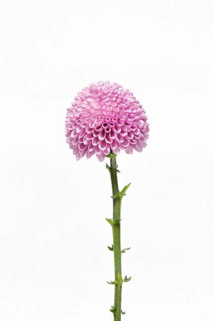 꽃,식물,flower,blossom,plant,꽃,flower