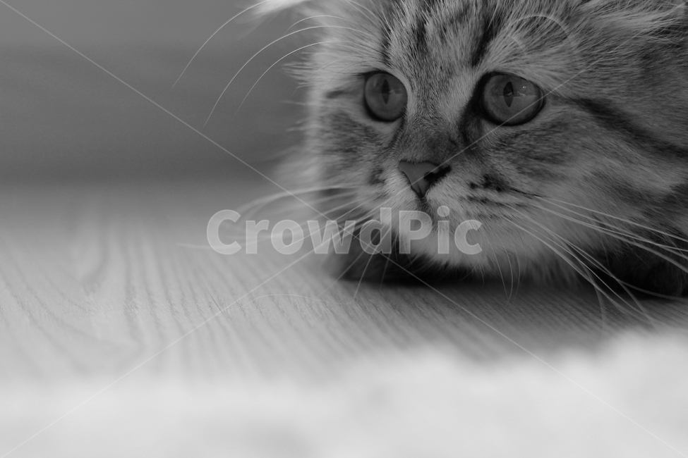 고양이,동물,흑백,귀여움,사랑스런,동물,animal,고양이,cat,kitten,kitty,흑백,모노톤,monochrome,black and white