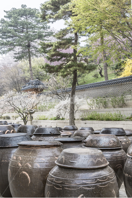 봄,항아리,독,장독,돌담,무늬,꽃,봄,계절,spring,season,한국전통,한국문화,korean traditional,korean culture,식물,자연,plants,nature,나무,trees,wood,사물,물건,오브젝트,thing,object,matter,tree,plant