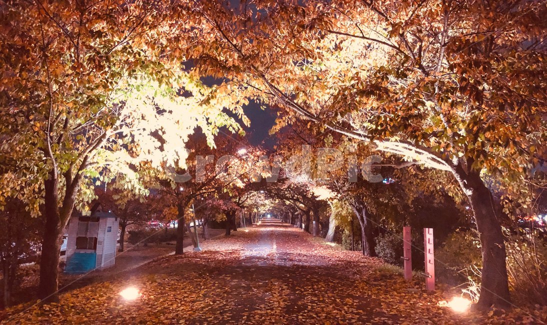 가을,낙엽,공원,풍경,단풍,단풍나무,색감,색채,autumn,fall,sason,가을,계절,fall,autumn,season,자연,풍경,nature,landscape,tree,나무,plant,식물,maple,leaf,잎