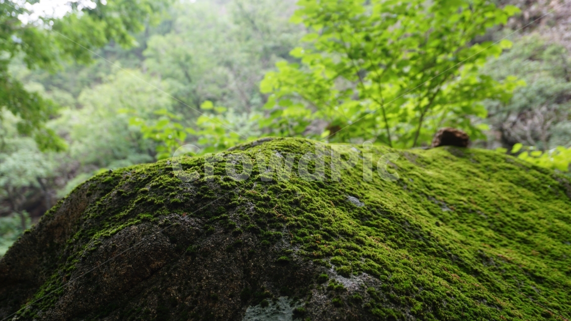 감성사진,돌이끼,자연사진,설악산,여행사진,푸른산,식물,자연,plants,nature
