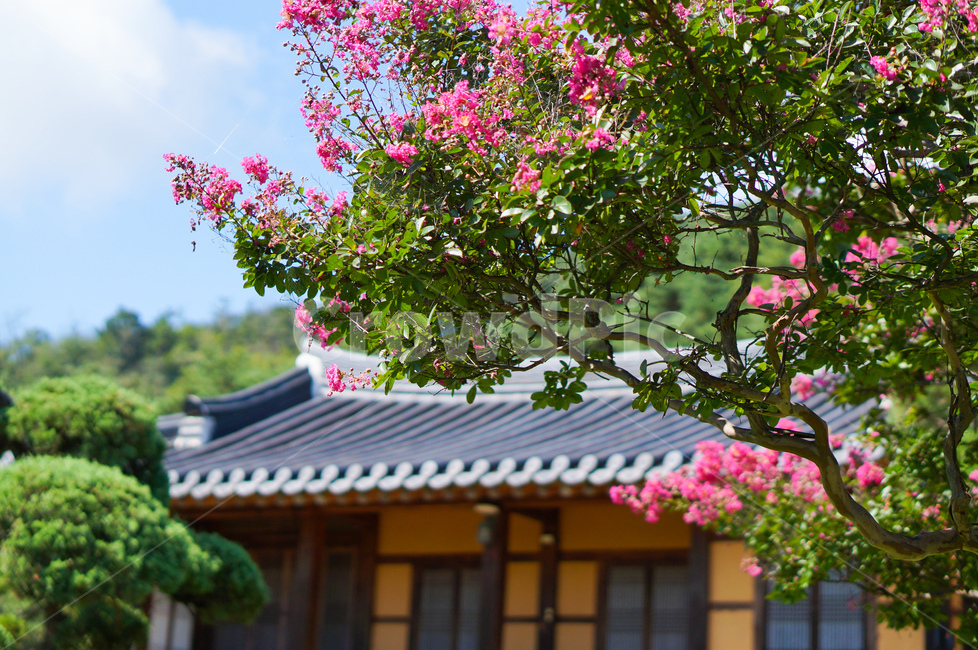베롱나무,베롱꽃,고택,핑크,풍경,여름,한국전통,한국문화,korean traditional,korean culture,식물,자연,plants,nature,꽃,flower,건축물,건물외관,exterior,building,structure,architecture,construction