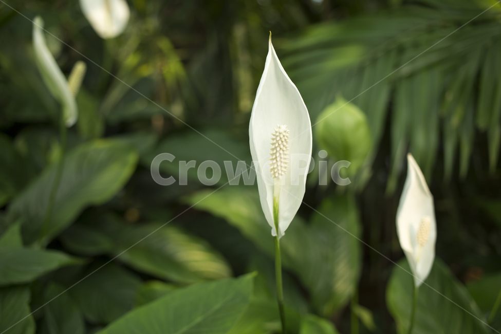 스파티필름,plant,식물,flower,blossom,꽃,식물,자연,plants,nature,꽃,flower