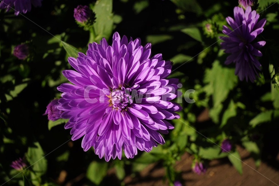 꽃,자연,아름다움,식물,nature,bloom,plant,beautiful,flower,식물,자연,plants,nature,꽃,flower
