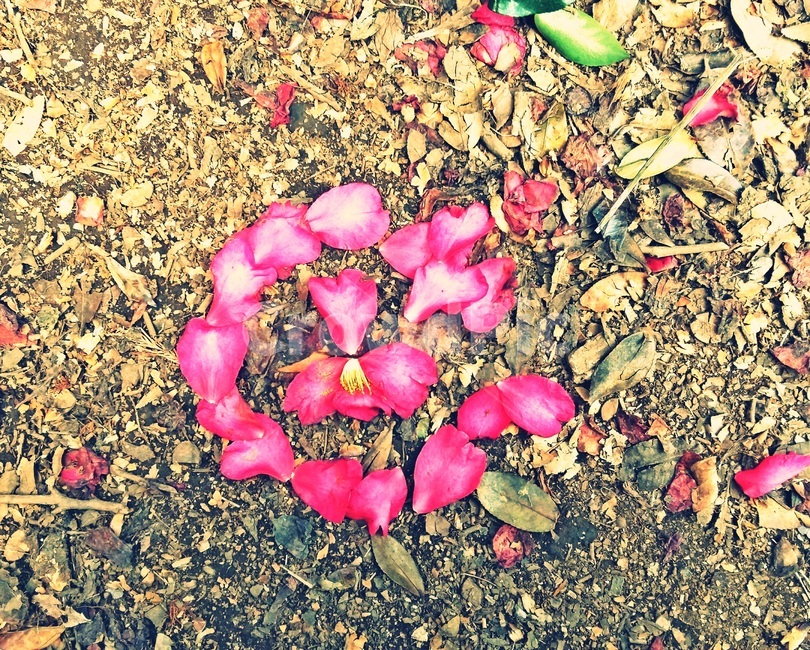 제주도,위미리,동백꽃,꽃잎,서귀포,남원,감성,낭만,꽃,flower