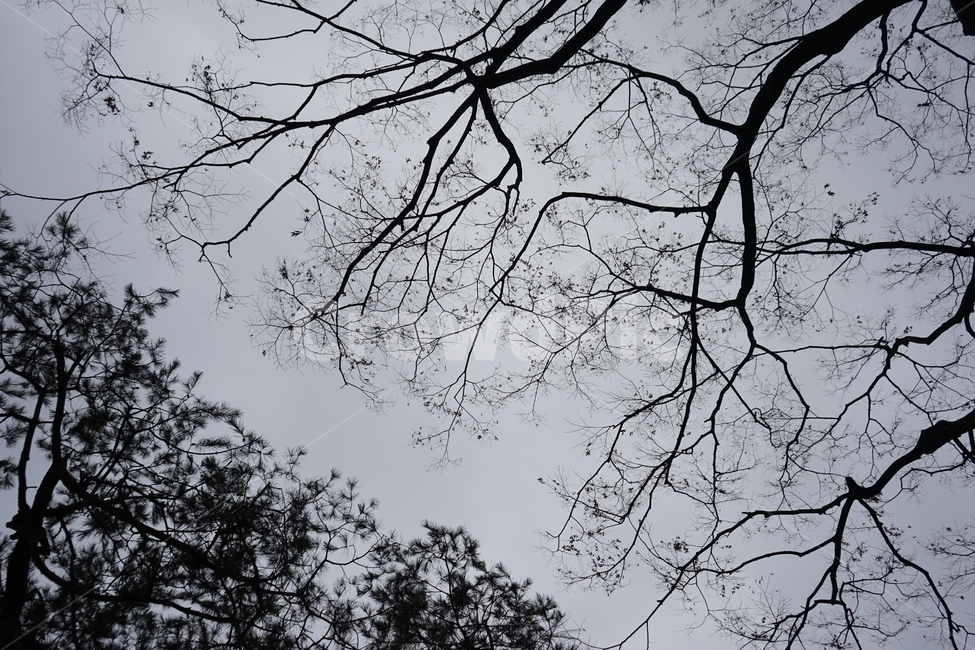 느티나무,고목,실루엣,나무,tree,하늘배경,겨울,가지,자연,하늘,식물,마른잎,숲,분위기,감성,겨울나무,쓸쓸함,외로움,고요,나뭇가지,계절,풍경