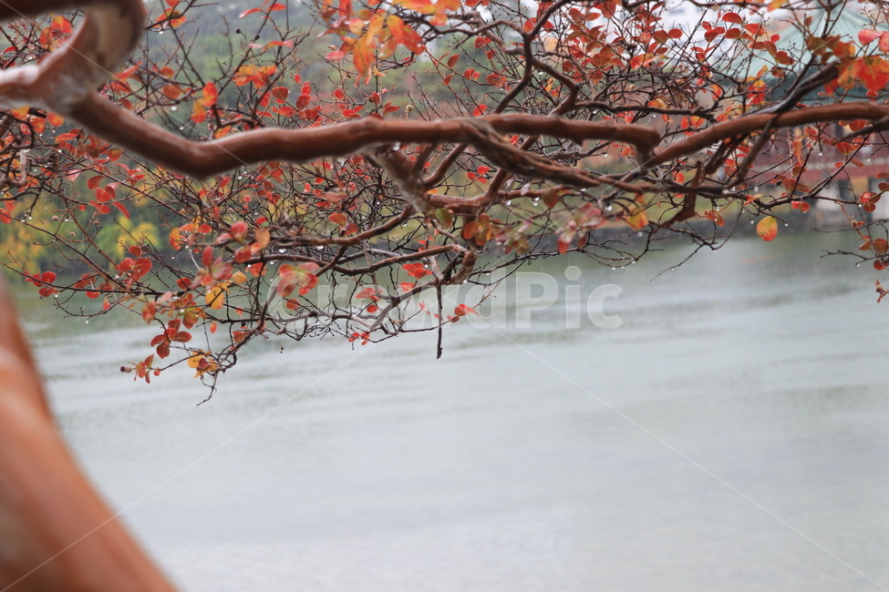가을,낙엽,비,autumn,rain,가을비,autumnalrain,가을,계절,fall,autumn,season,식물,자연,plants,nature,나무,trees,wood,plant,tree