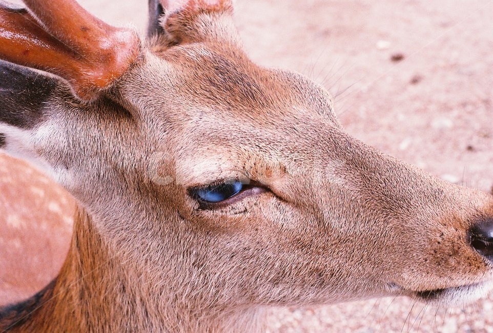 사슴,동물,눈,클로즈업,눈동자,나라공원,동물,animal,포유류,mammal