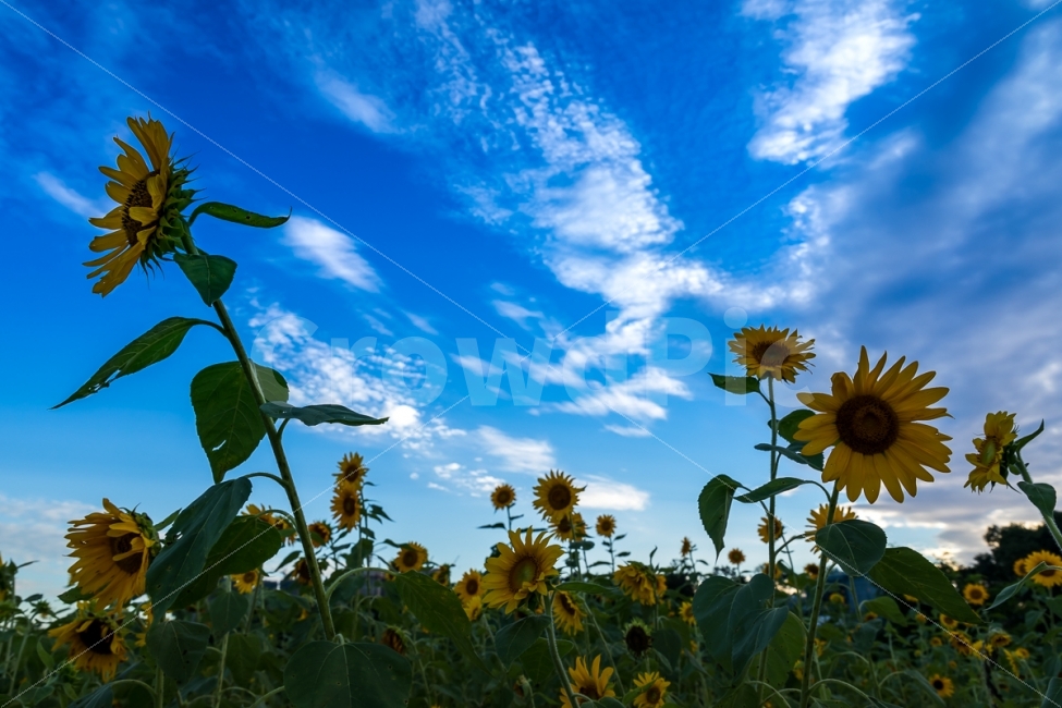 자연,풍경,하늘,구름,식물,꽃,해바라기,nature,landscape,sky,cloud,plant,flower,sunflower,식물,자연,plants,nature,꽃,flower