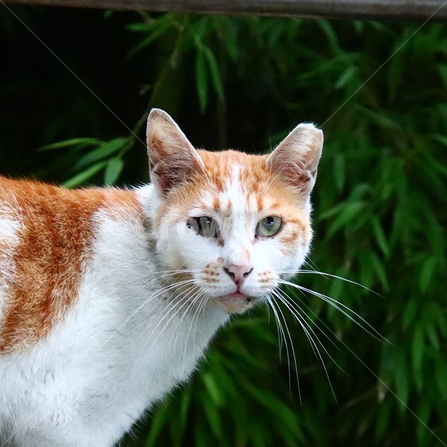 길고양이,고양이,동물,straycat,cat,animal