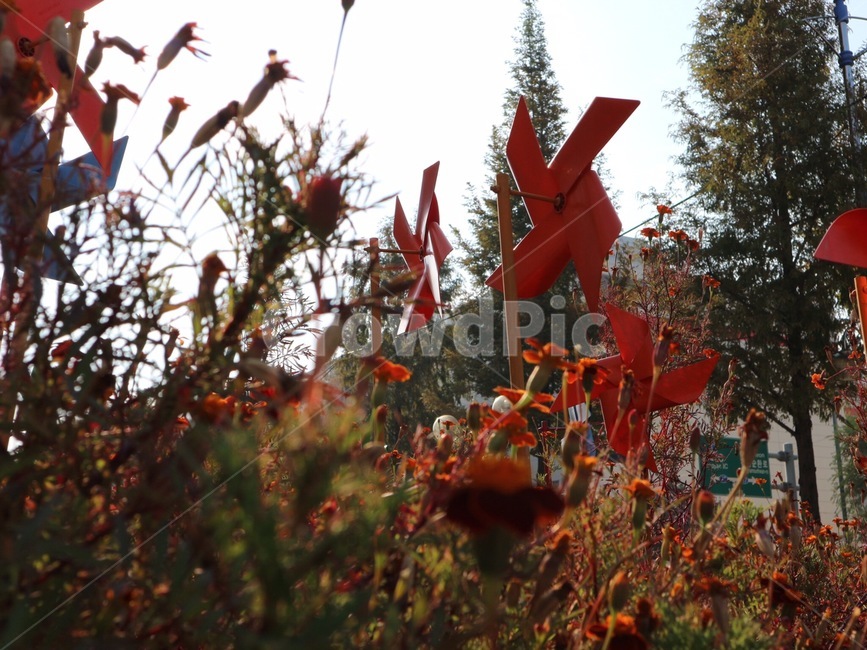 바람개비,꽃,나무,자연,주황색,fall,가을