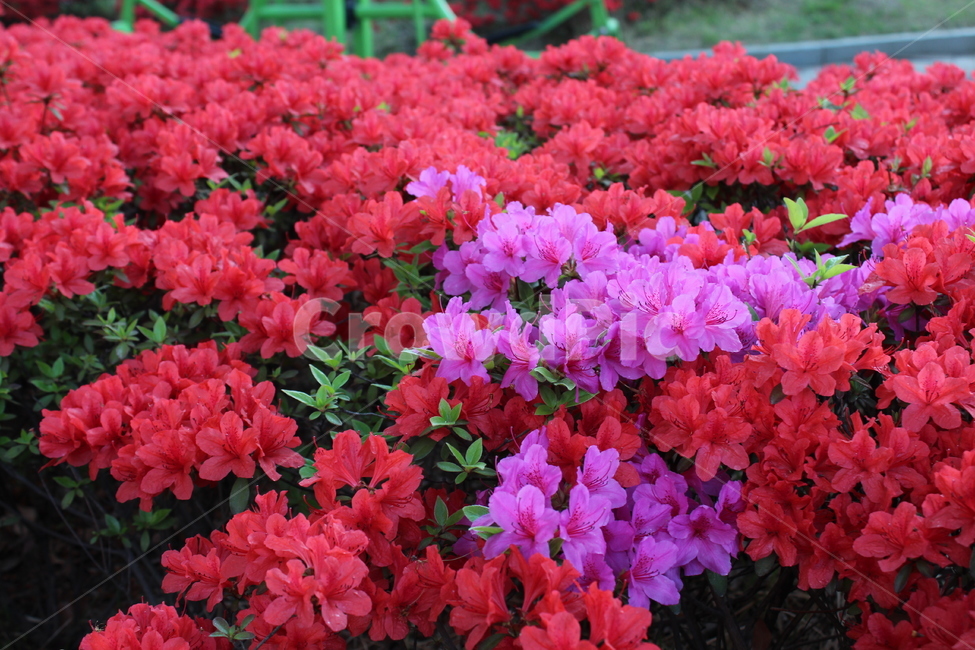 꽃,철쭉,야생화,길꽃,진달래,봄,계절,spring,season,식물,자연,plants,nature,꽃,flower,geranium,제라늄,plant,blossom