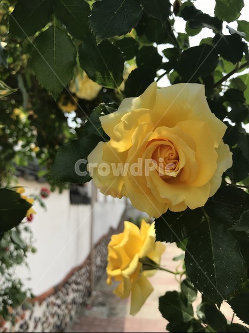 꽃,장미,노란장미,rose,flower,식물,식물,자연,plants,nature,꽃,flower