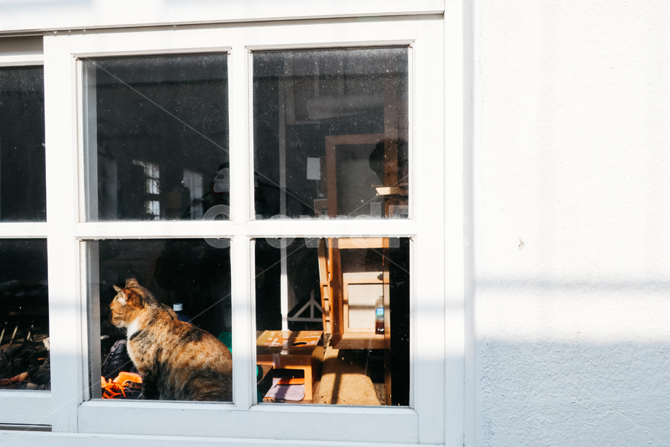 cat,고양이,길고양이,냥이,냥,길냥이,창문,동물,동물,animal,포유류,mammal,고양이,cat,kitten,kitty