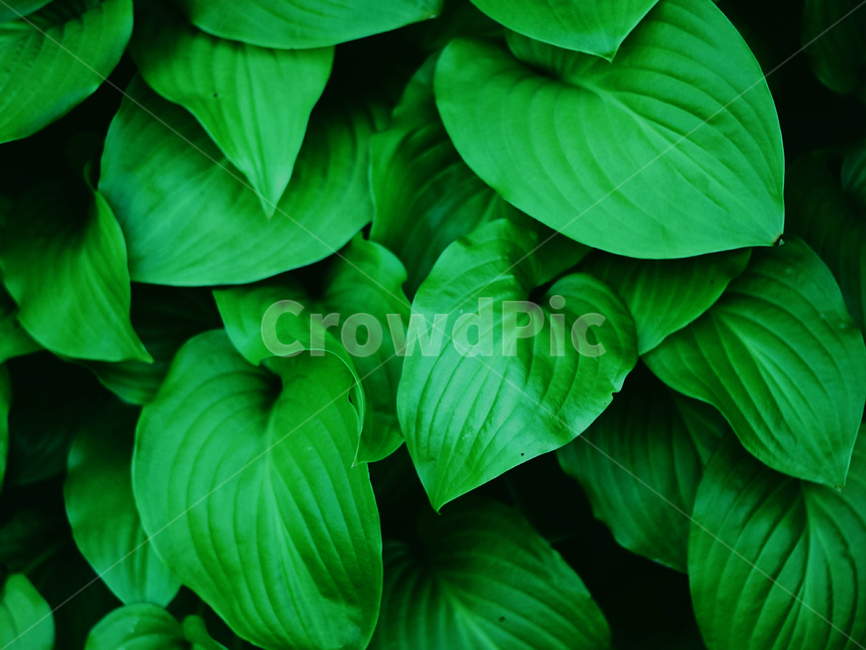 식물,초록,새싹,배경,잎,길감,자연,plant,green,plants,nature,힐링,식물,자연,plants,nature
