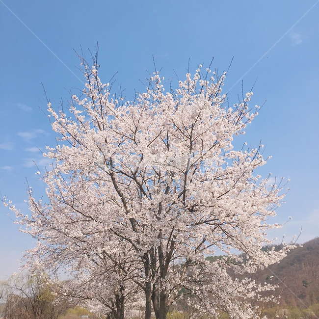 spring,벚꽃,봄,나무,하늘,꽃,sakura,tree,flower,sky,cherryblossom,사쿠라,분홍색,pink,하늘색,배경,background,벚나무