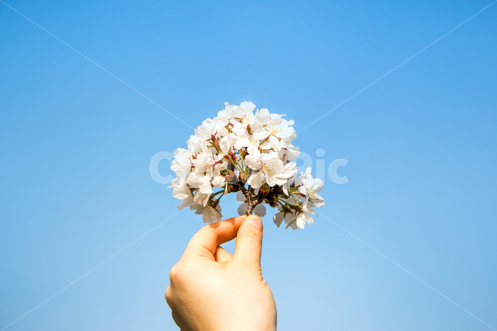 벚꽃,하늘,핸드모션,손,봄,나들이,배경,계절,꽃,자연,식물,한국,봄,계절,spring,season,식물,자연,plants,nature,꽃,flower,사람,인물,인간,human,person,신체일부,몸,body,plant,blossom