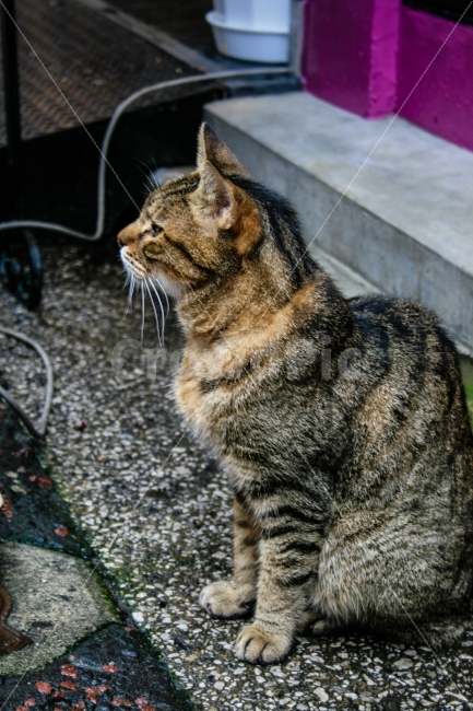 고양이,길고양이,동물,풍경,골목,동물,animal,포유류,mammal,고양이,cat,kitten,kitty