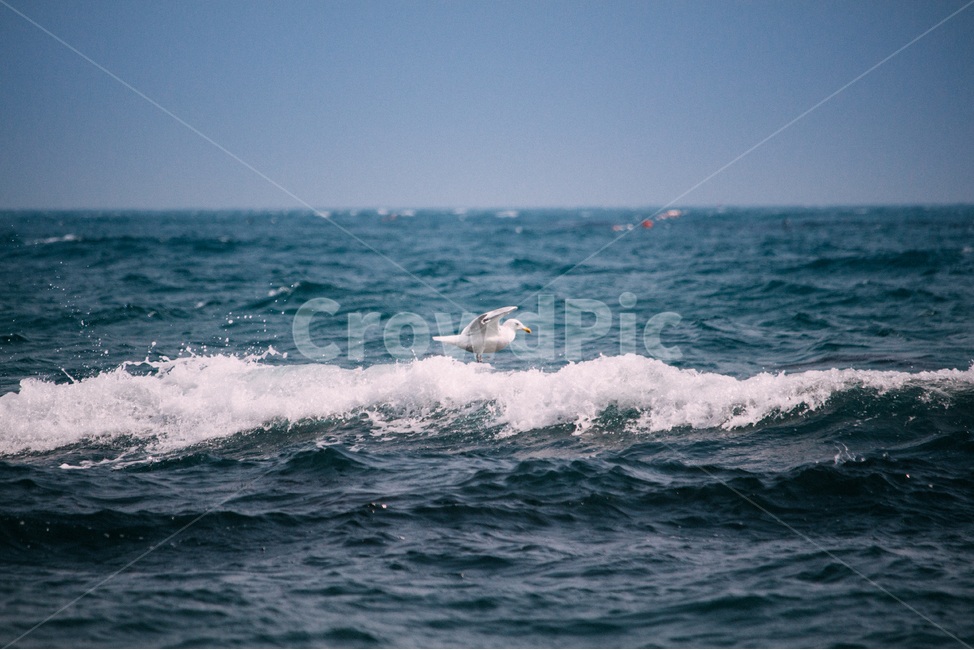 갈매기,바다,파도,자연,풍경,야생,날개짓,wave,nature,landscape,흰색,푸른색,파란색,순간,moment,sky,하늘,동물,animal,조류,새,birds
