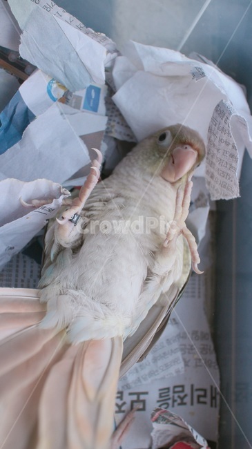 반려동물,애완동물,앵무새,새,동물,코뉴어,parrot,bird,animal