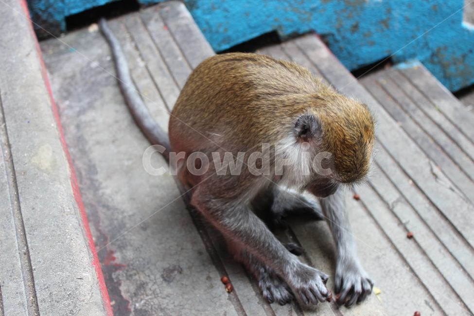 monkey,원숭이,animal,동물,먹이,feed,포유류,mammal,야생동물,wildlife,동물,animal,포유류,mammal