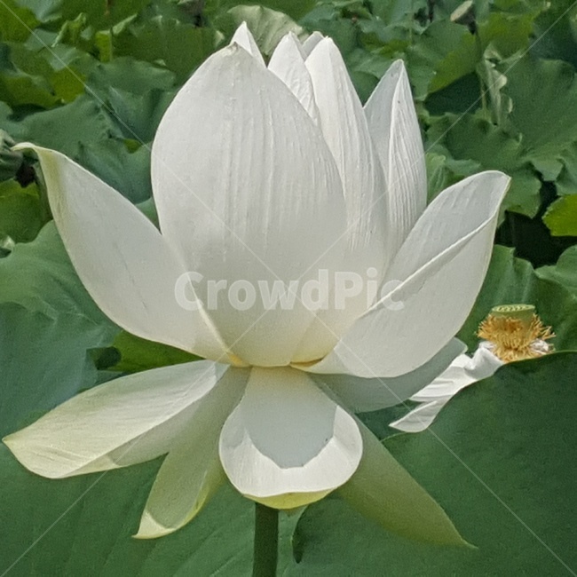 plant,식물,blossom,꽃,flower,연꽃,식물,자연,plants,nature,꽃,flower