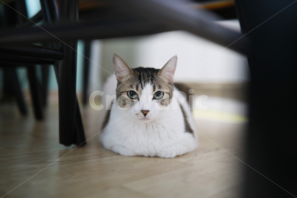 고양이,코리안숏헤어,코숏,얼룩고양이,집고양이,반려묘,반려동물,동물,cat,동물,animal,포유류,mammal,고양이,cat,kitten,kitty