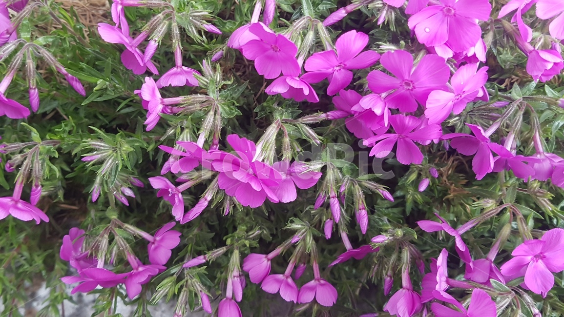 flower,geranium,제라늄,꽃,blossom