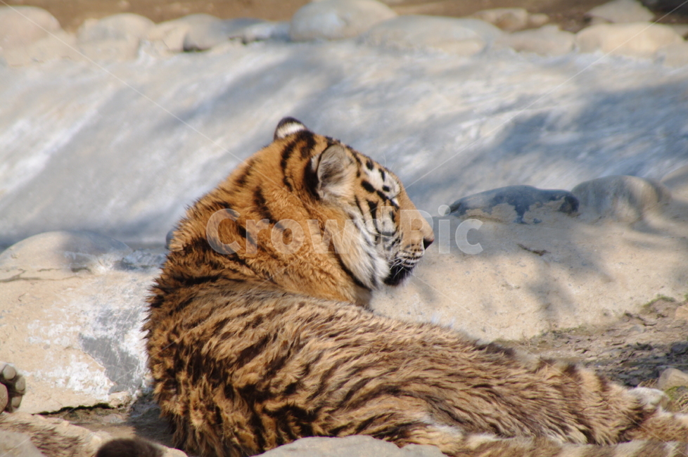 야생동물,mammal,포유류,tiger,호랑이,야생동물,wildlife,동물,animal,동물,animal,포유류,mammal