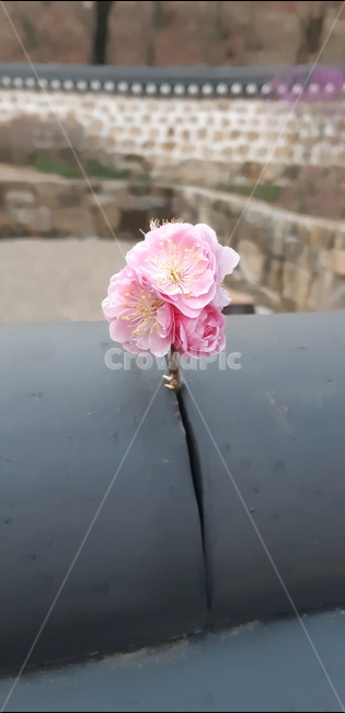 매화,가지,기와,한옥,근접,봄,계절,spring,season,꽃,flower,plant,식물,blossom,geranium,제라늄