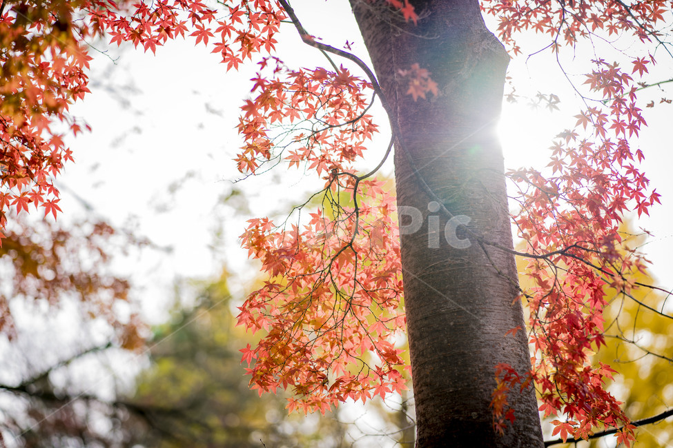 자연,단풍,햇살,나무,가을,tree,plant,식물,leaf,잎,가을,계절,fall,autumn,season