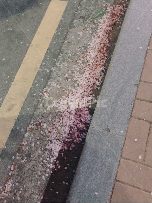 꽃,꽃잎,벚꽃,길,밤