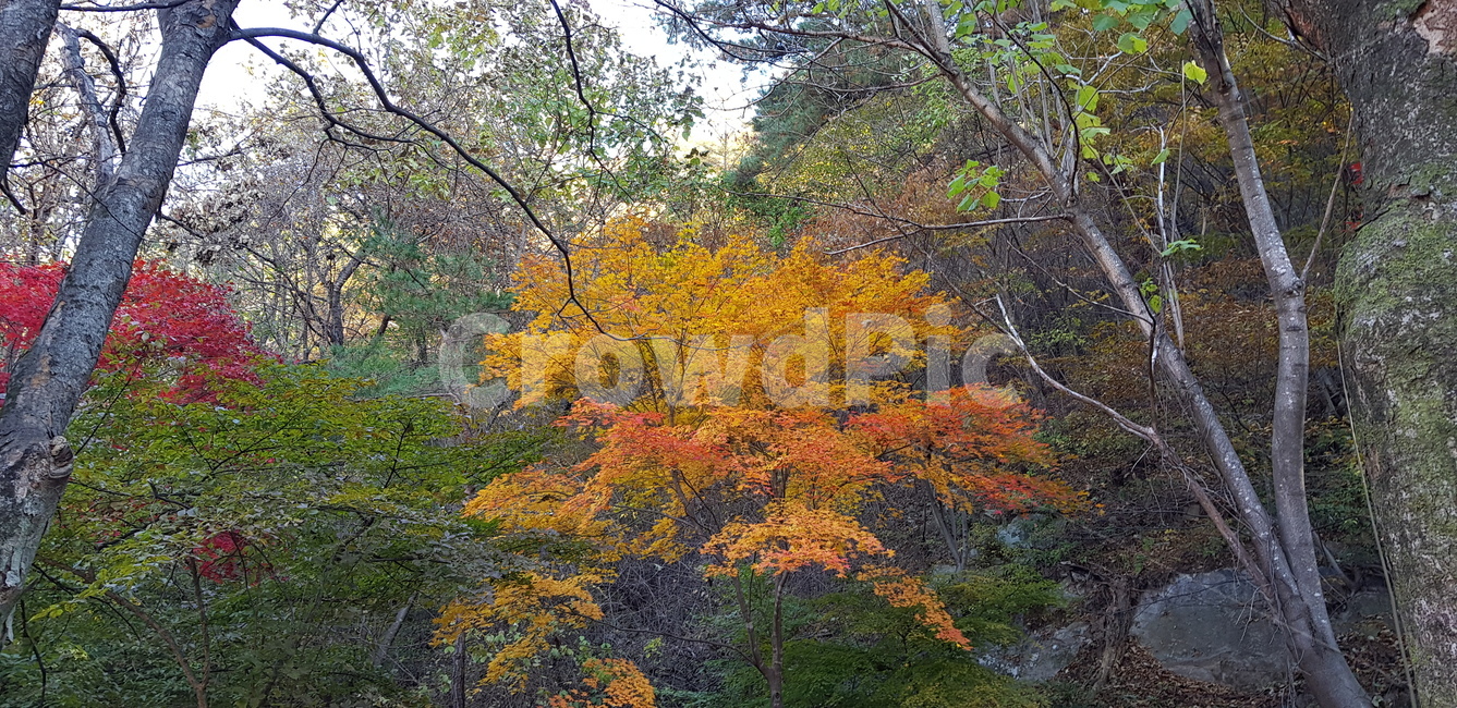 가을,호수,낙엽,청풍호,낭만,가을,계절,fall,autumn,season,tree,나무,plant,식물,maple,단풍