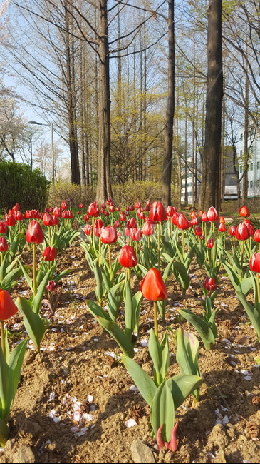 양재천,식물,꽃,힐링,초록이,자연,햇살,튤립,숲,봄,계절,spring,season,식물,자연,plants,nature,꽃,flower,plant,blossom