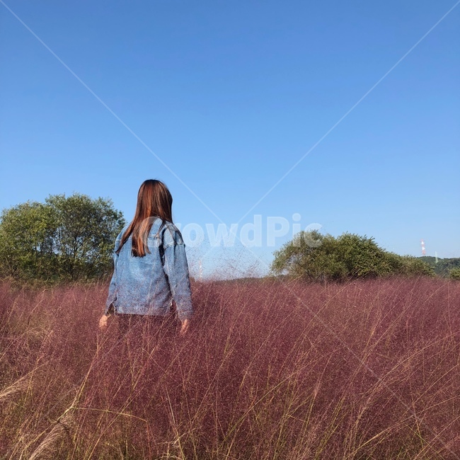 핑크뮬리,여자,뒷모습,풍경,자연,가을,가을풍경,사람,인물,인간,human,person,여성,여자,woman,female,lady