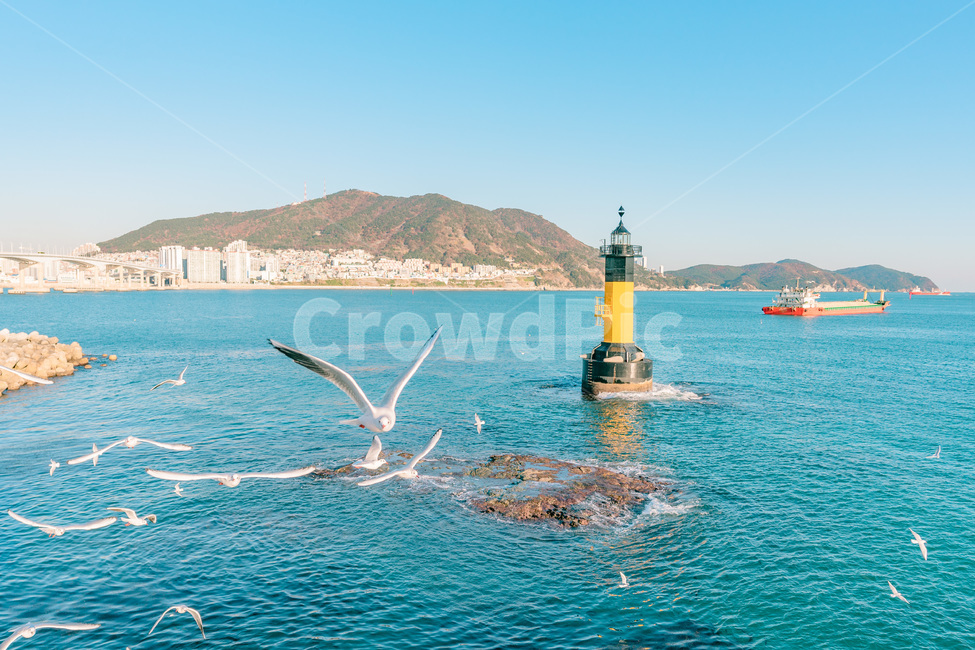 등대,갈매기,바다,lighthouse,새,bird,등대,lighthouse