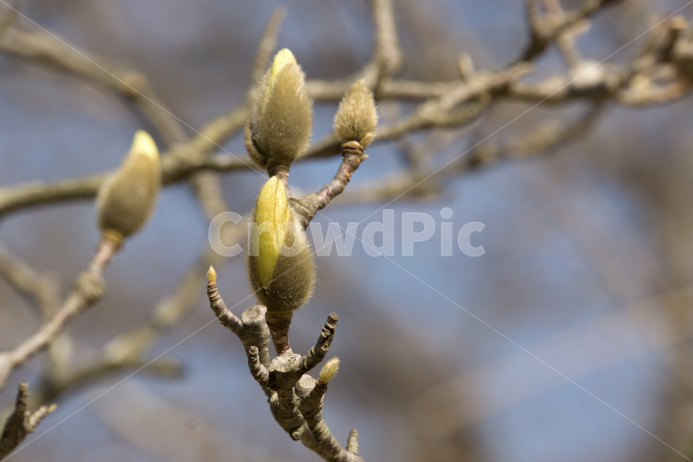목련,꽃,봉우리,나무,풍경,근접촬영,청도,운문사,봄,계절,spring,season,식물,자연,plants,nature,sprout,새싹,blossom,bud,싹,plant,flower