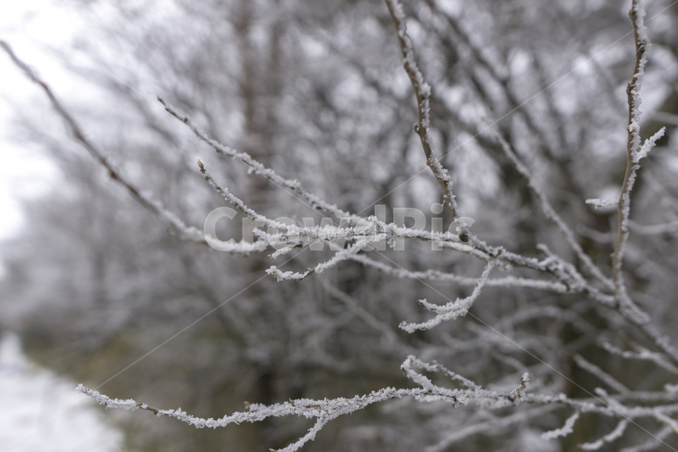 눈,나뭇가지,ice,얼음,nature,자연,outdoors,snow,서리,겨울,계절,winter,season