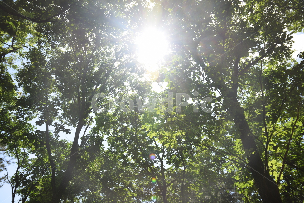 숲,태양,해,햇빛,푸름,여름,숲속,나무,풀,나뭇잎,자연,풍경,nature,landscape,light,빛,flare,플레어,sunlight