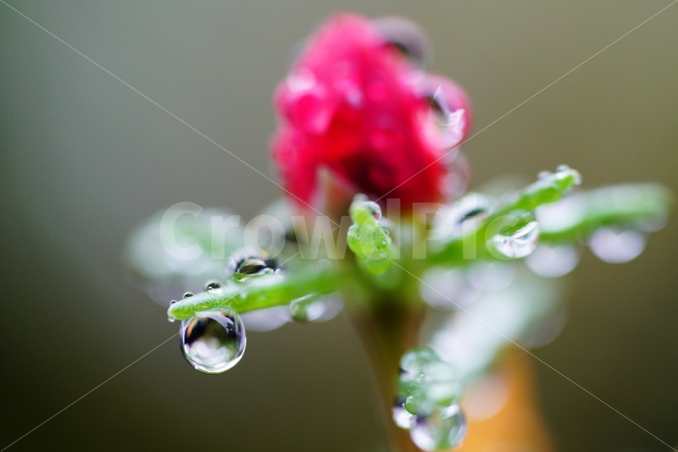 물방울,꽃,비,빗방울,접사,매크로,초록,식물,자연,plants,nature,감성,sensible,feeling,비,비오는날,rain,rainy