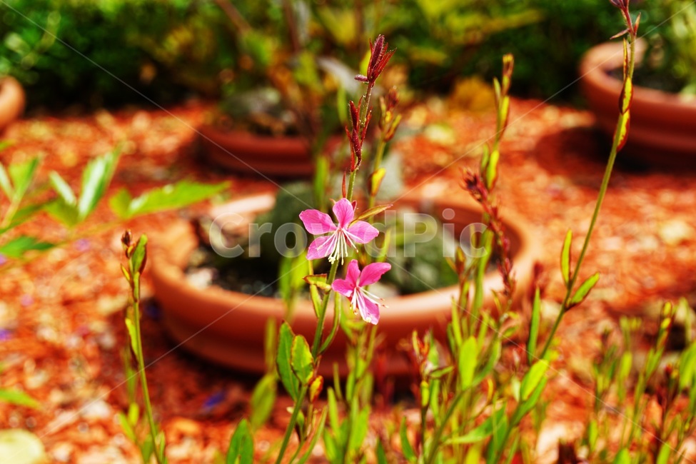jar,항아리,pottedplant,화분,pottery,도기류,plant,식물,vase,병장식,작은꽃,분홍꽃