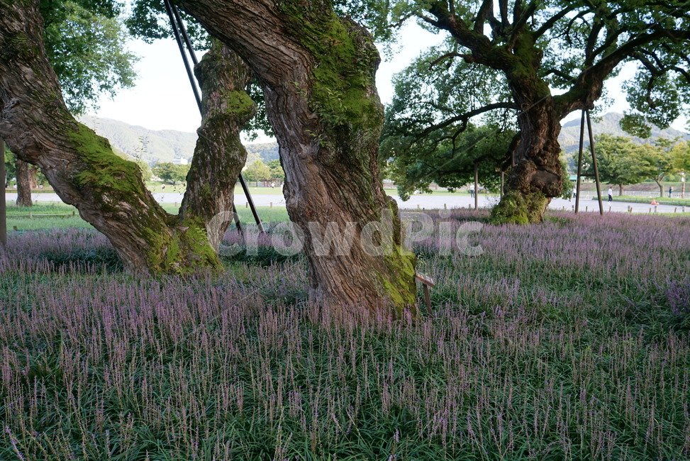 plant,식물,tree,나무,맥문동,식물,자연,plants,nature,꽃,flower,나무,trees,wood