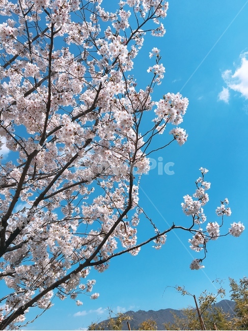 봄,꽃,벚꽃,유채꽃,나들이,봄날씨,맑은날,spring,봄,계절,spring,season,plant,식물,blossom,cherry blossom,flower