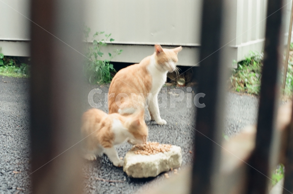 귀여움,야옹,반려동물,cats,mammals,animals,cute,meow,pets,mammal,포유류,cat,고양이,pet,abyssinian,동물,animal,아비시니안,manx,동물,animal,포유류,mammal,고양이,cat,kitten,kitty