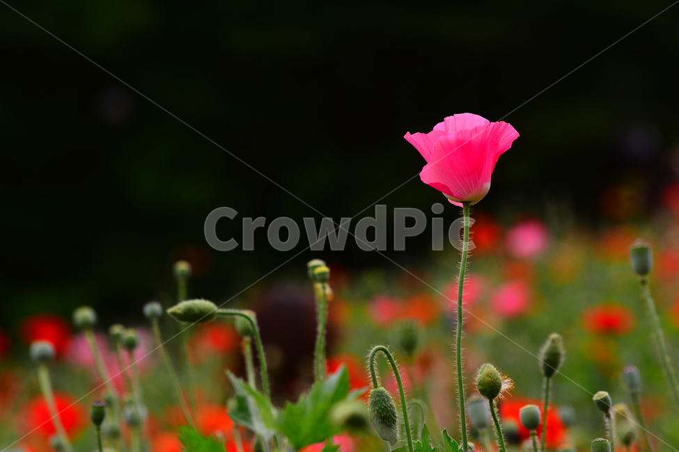 꽃양귀비,양귀비꽃,5월,정원,가든,꽃밭,공원,park,flowers,plant,beautiful,poppy,아름다운,꽃송이,꽃잎,핑크색,pink,한송이,식물,자연,plants,nature,꽃,flower