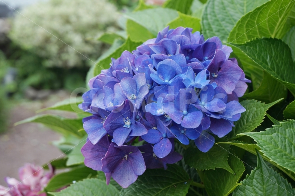 꽃,식물,수국,자연,color,색,푸른,푸른색,파란색,flower,plant,제주,제주도,여행,스냅,풍경,감성,식물,자연,plants,nature,꽃,flower