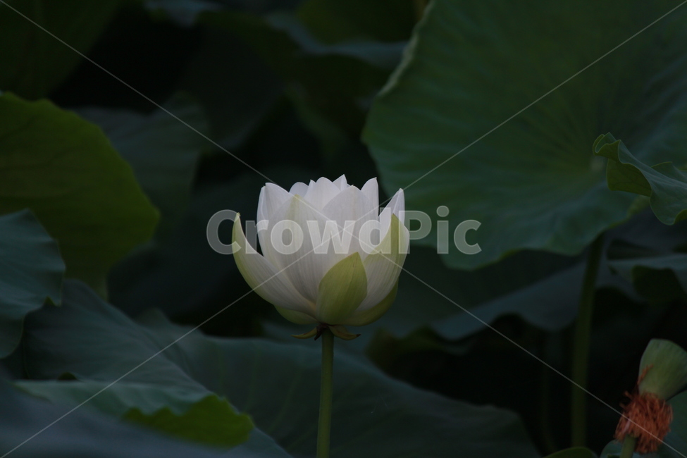 백련,언꽃,흰색,연잎,자연,식물,화이트,초록