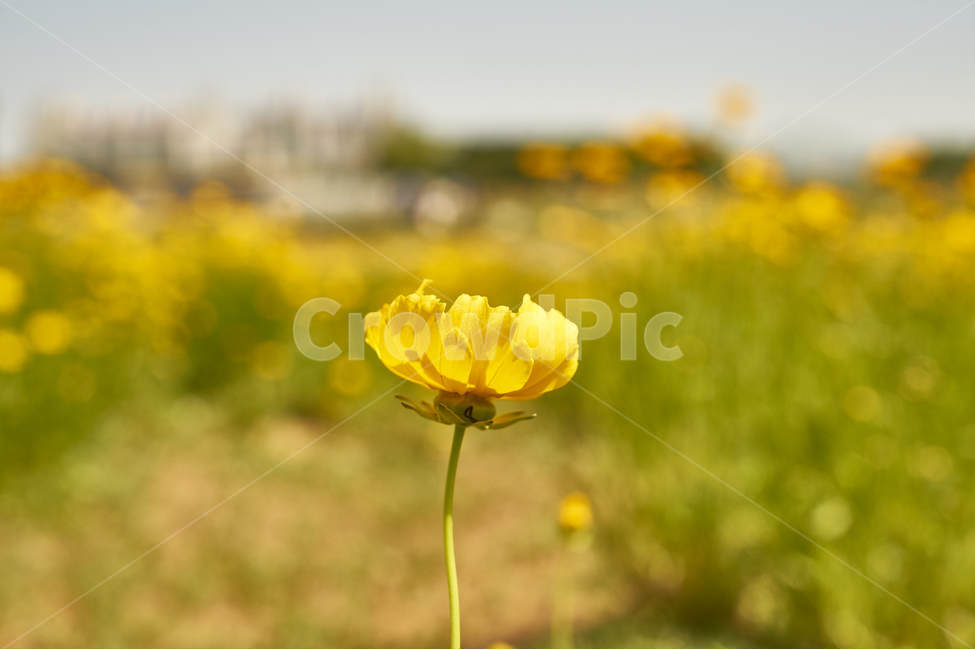꽃,노란색,플라워,flower,화혜,식물,줄기,식물,자연,plants,nature,꽃,flower